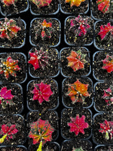 Load image into Gallery viewer, Gymnocalycium mihanovichii (large)