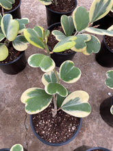 Load image into Gallery viewer, Variegated Hoya Kerrii