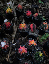 Load image into Gallery viewer, Gymnocalycium mihanovichii (large)
