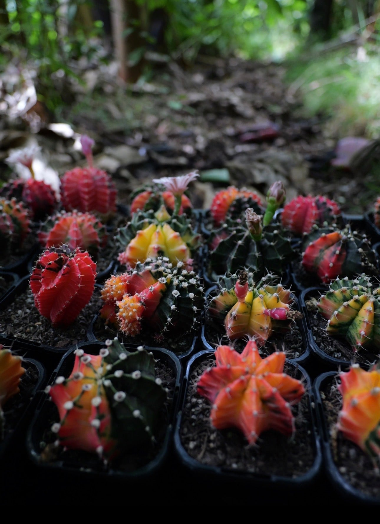 Gymnocalycium mihanovichii (smaller) – Rooted traders