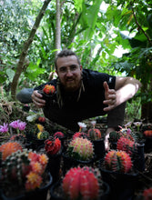 Load image into Gallery viewer, Gymnocalycium mihanovichii (large)
