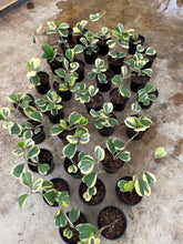 Load image into Gallery viewer, Variegated Hoya Kerrii
